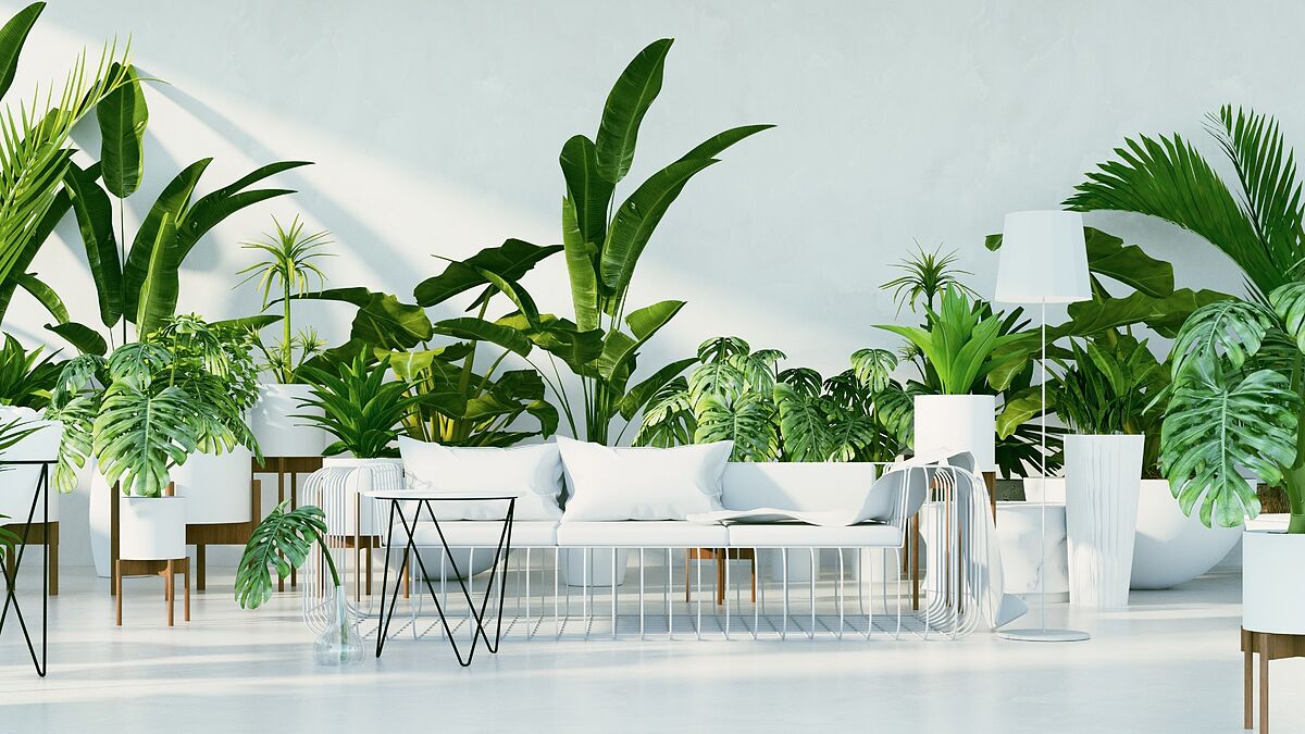 sofas blancos con plantas caribeñas